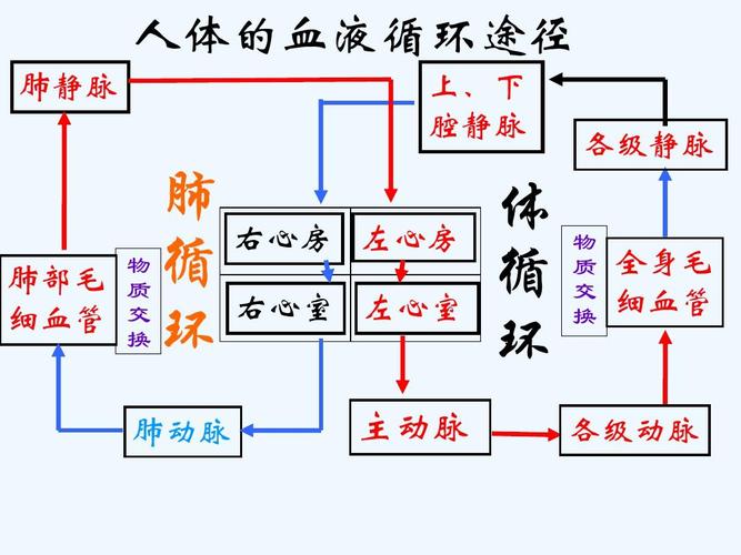 血液循环的意义？人体血液如何循环