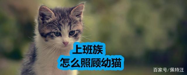 上班一天不在家怎么养猫？上班族如何养猫