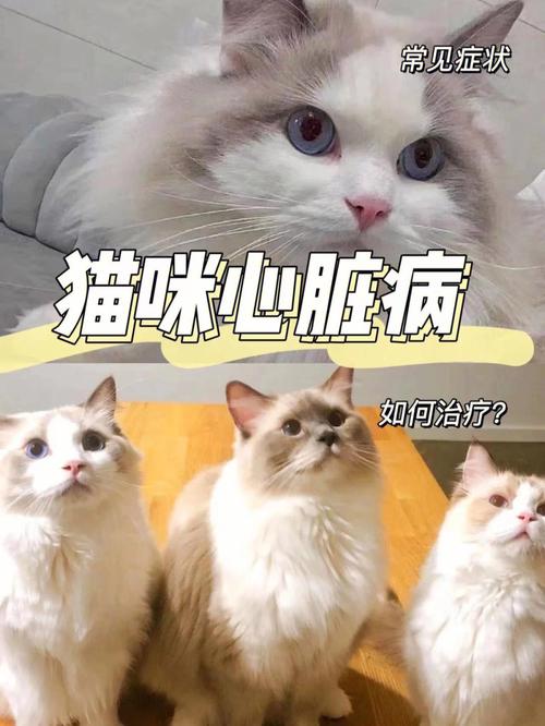 猫咪心脏病能活多久？如何确定猫咪是否患有心脏病