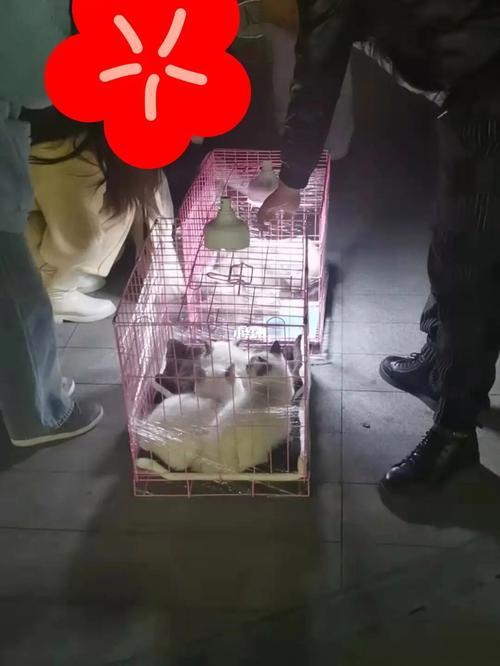 猫贩子晚上怎么捉猫？如何辨别猫贩子