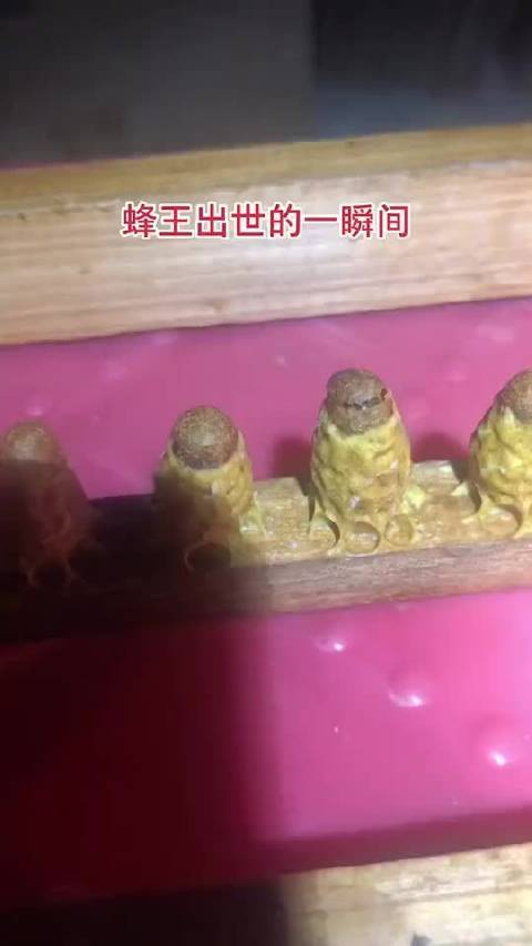 蜂王刚出房有多大？如何确定蜂王宝宝是活的