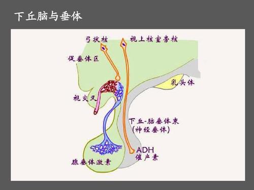 脑垂体有什么作用？如何分泌脑垂体