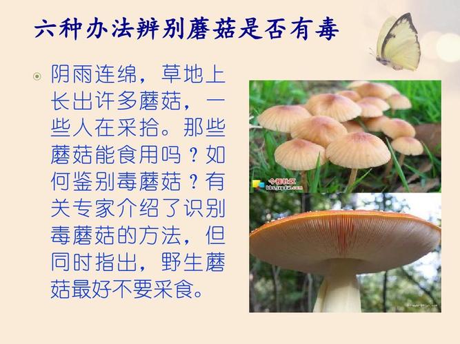 怎么分辨菌有没有毒？如何分辨毒蘑菇