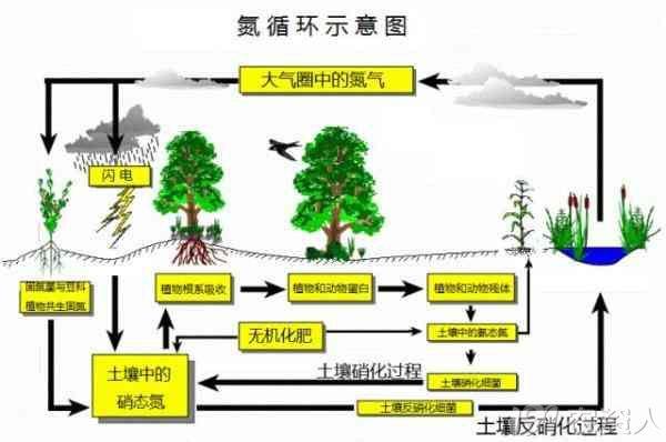 硝化作用和反硝化作用对于土壤中氮素循环有何意义？生物如何参与自然界的氮素循环