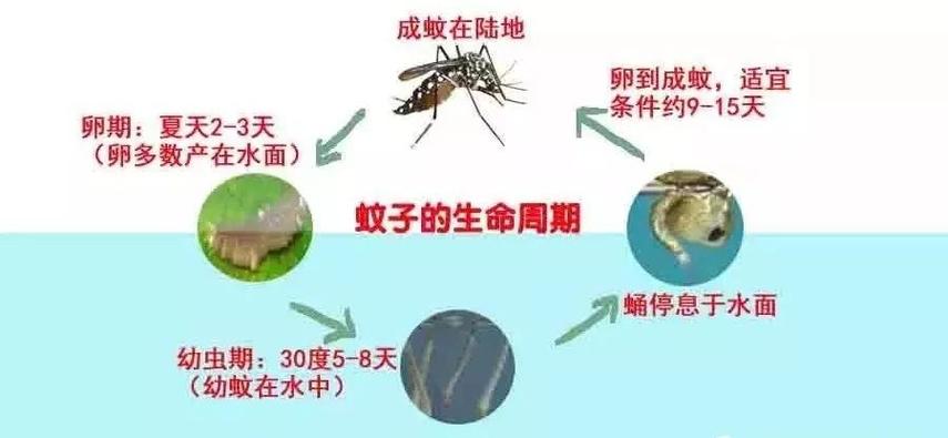 蚊子是怎么产生的？蚊子是如何传播疾病的