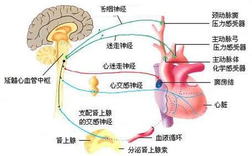 熊冬眠的时候交感神经和副交感神经的兴奋情况是怎样的？副交感神经如何兴奋