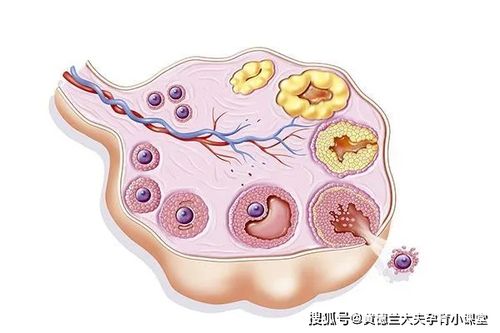 两个优势卵泡一个排了另外一个继续长得很大怎么回事？如何排卵两个