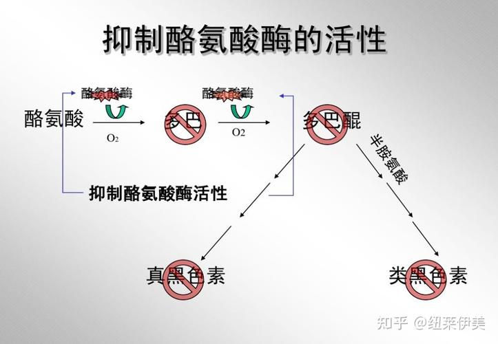 怎样减少酪氨酸酶的产生？如何补充络氨酸