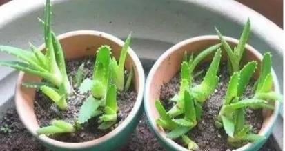 无根的芦荟怎样移植啊？芦荟如何无根移植