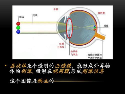 人眼的成像原理是图像在视网膜成倒像，为什么看到的是正的？大脑如何形成画面