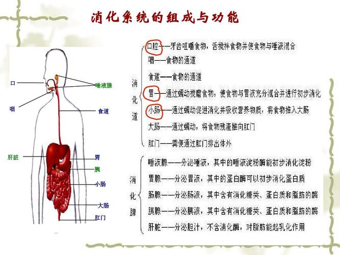 唾液消化作用？消化系统如何保养