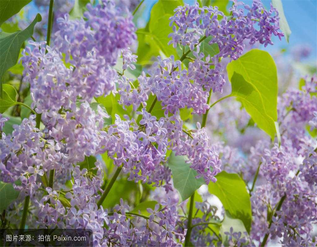 丁香花如何养殖？如何养丁香花