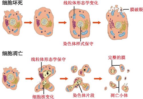 生物必修1细胞凋亡是由什么决定的？如何诱导细胞凋亡