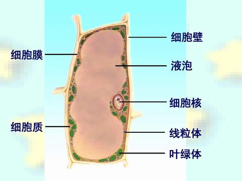 细胞膜、细胞核、细胞质、线粒体、叶绿体、液泡的功能各是什么？如何认识细胞的作用