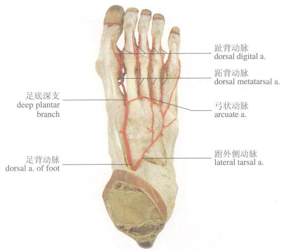 脚踝的脉搏在什么地方？如何抽足背动脉