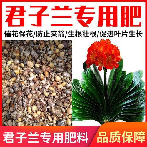 新买的君子兰苗能用生根粉吗？蓖麻子粉 如何吃