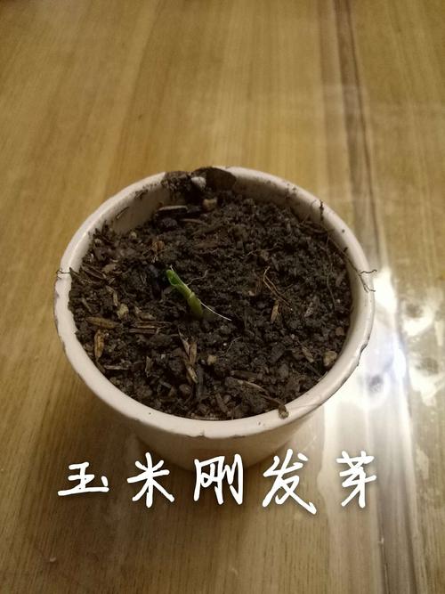 玉米怎么催芽出苗最快？如何让玉米快速发芽