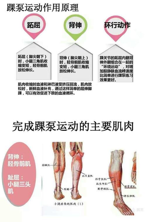 小腿肌肉萎缩请问一下如何锻炼才能恢复？大腿肌肉废用性委缩如何锻炼