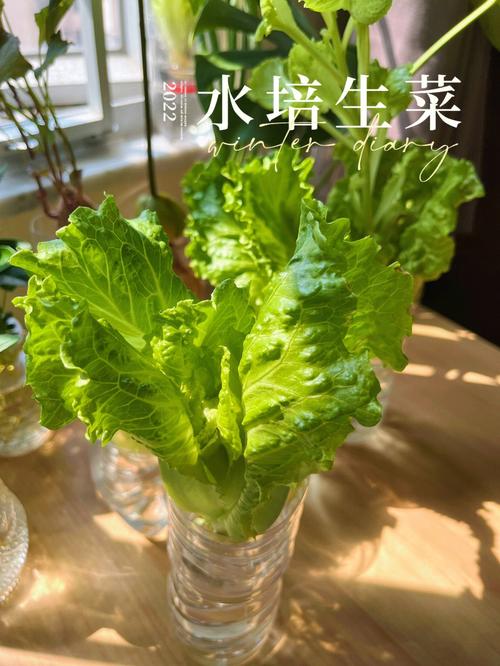 水培生菜的做法？水培生菜如何育苗