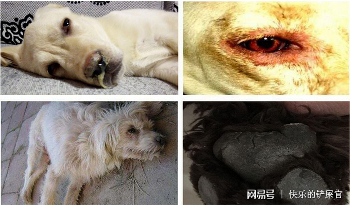 狗狗犬瘟晚期不断惨叫？如何判断狗得犬温晚期