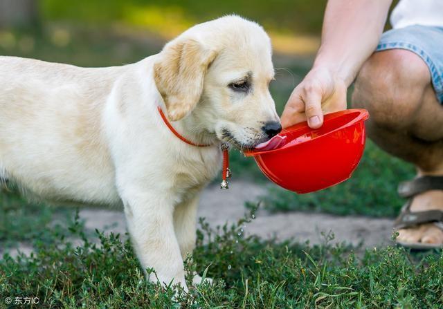 20多天的小狗一次喂多少毫升？如何喂养20天的幼犬