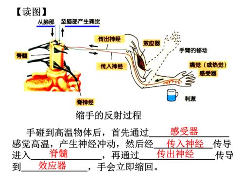 完成缩手反射不需要什么的参与？缩手反射如何做