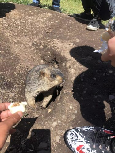 旱獭会传播鼠疫吗？如何辨别旱獭得了鼠疫