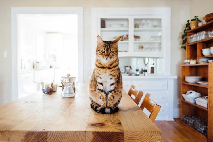 如何不让猫上桌子？如何防止猫爬上桌子