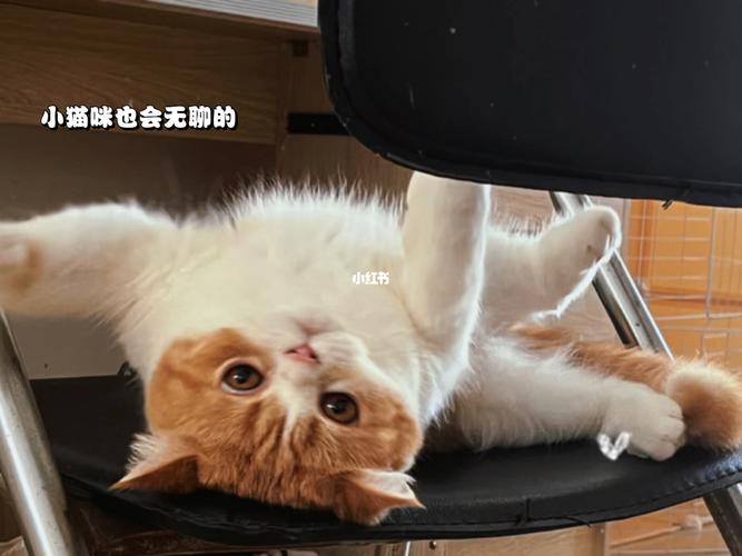 要上班小猫咪在家里怎么办？如何让猫咪不无聊