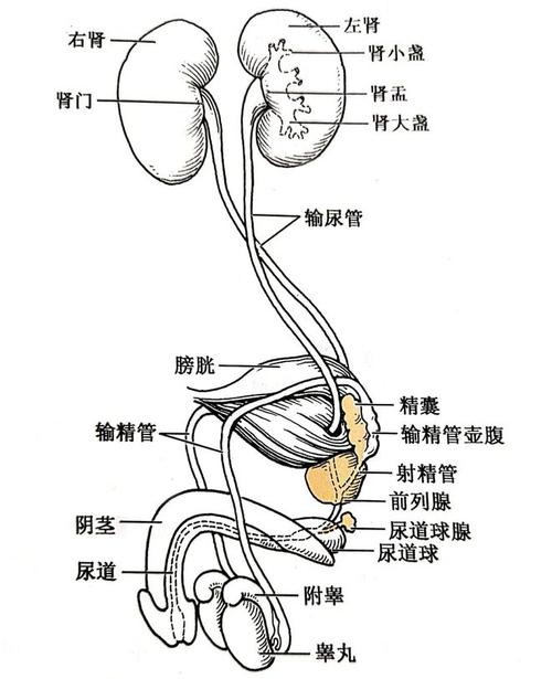 输精管和输尿管是同一个吗？输尿管的行程和分部如何