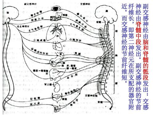 神经系统的结构单位和功能单位是？神经系统如何整合产生行为