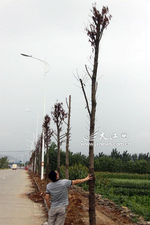 香樟树被烧能死吗？香樟树如何死得快