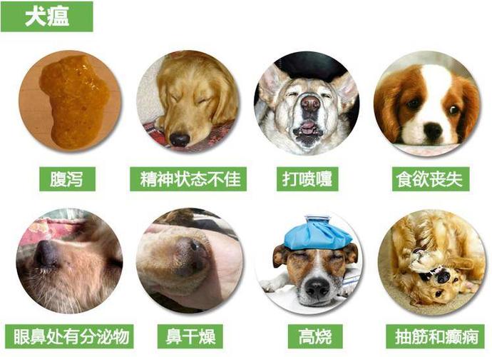 如何防止德牧幼犬，脑炎，犬瘟，细小？狗如何预防脑炎