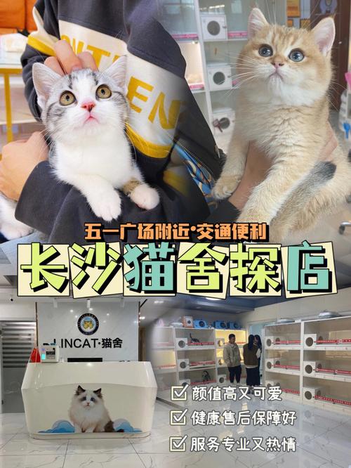 猫舍怎么找销路？如何来构建一个成交型网站