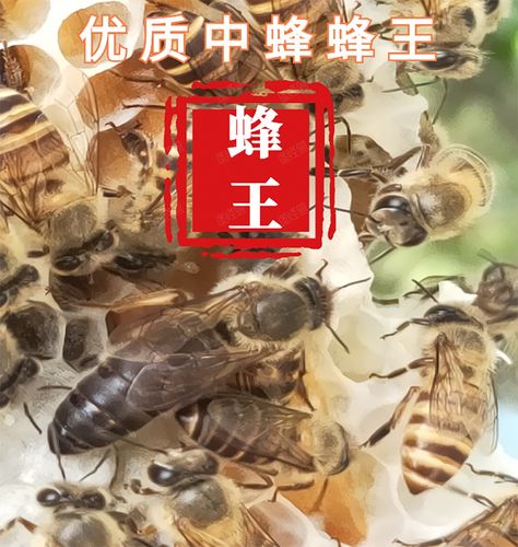 什么品种的蜂王采蜜最好？如何把浆王变蜜王