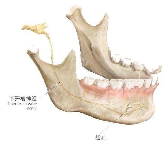 下颌线怎么念？下牙槽血管损伤如何养护