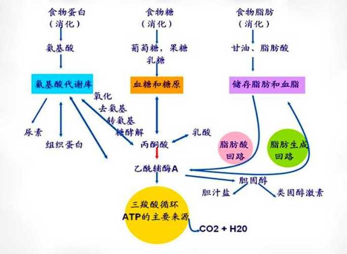 葡萄糖不足时,蛋白质.脂肪哪一个先分解转化为能量？人饥饿时如何供能