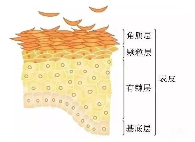 增加皮肤角质层的方法？角质细胞如何代谢