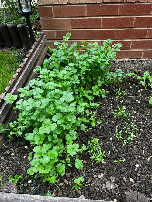 怎么用花盆种香菜？花盆里如何种香菜