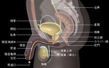 男性生殖器尿道口毛细血管破裂怎么办？如何判断男性生殖器是否破损