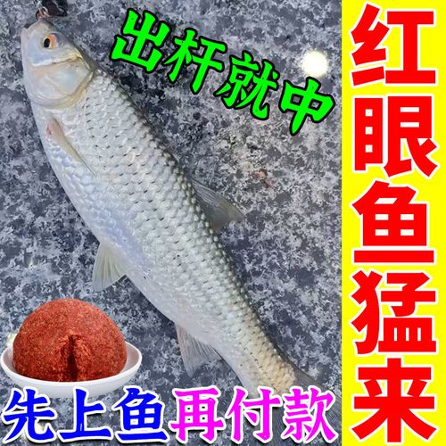 红眼鱼吃什么饵料？（红眼鱼营养）