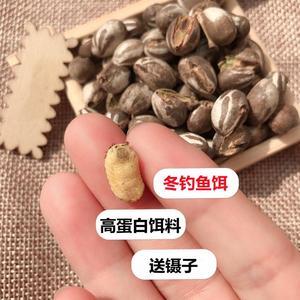 杨拉罐钓鱼一天能用多少？（杨拉罐的营养价值）