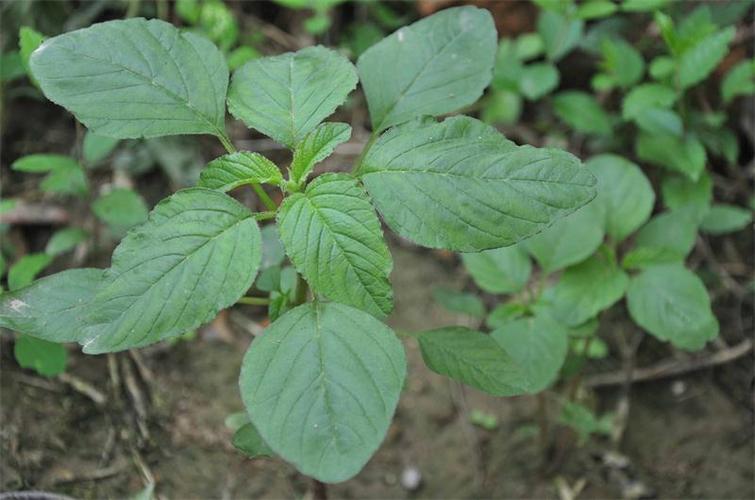 银菜的种植方法？（银银菜有哪些营养价值）