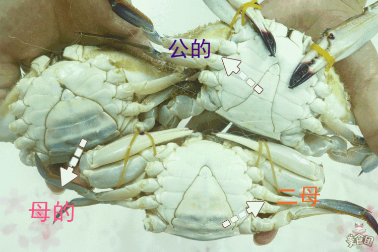 螃蟹公母什么时候吃最好？（螃蟹公母的营养）