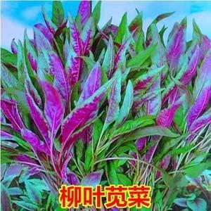 柳叶苋菜和圆叶差别？（柳叶的营养价值）