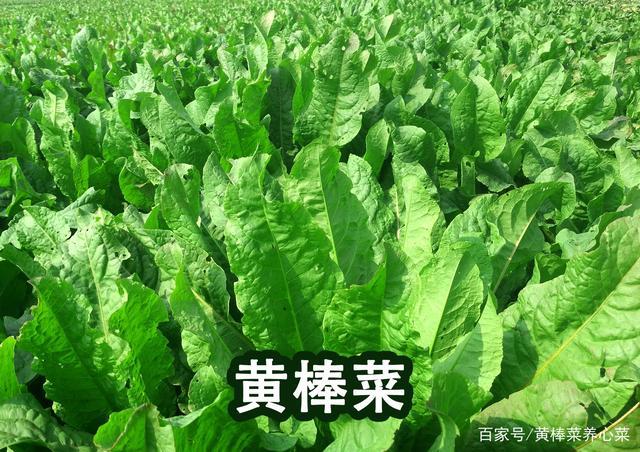 什么蔬菜是黄色的？（黄青菜的营养价值）