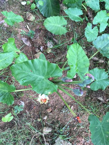 凤眼莲栽植密度？（野芋叶喂猪营养价值吗）