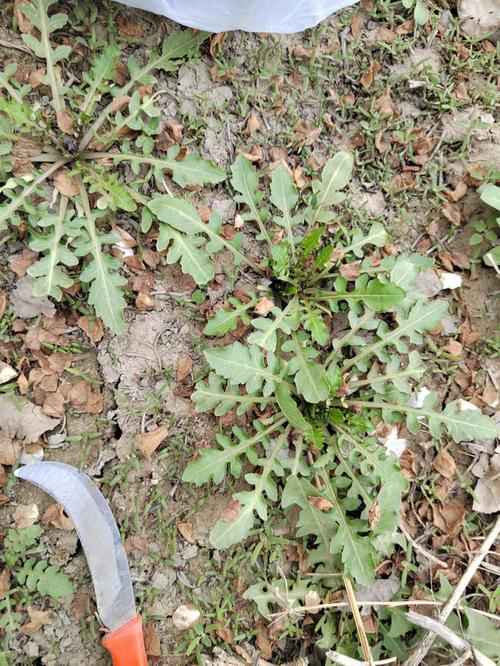 荠菜是汲汲菜不？（荠菜的营养成分）