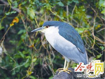 湖上都有什么鸟？（夜鹭有什么营养价值）