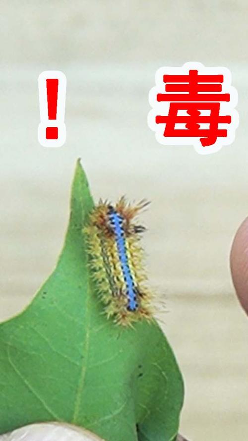 像洋辣子虫吃什么？（土桃子树毛毛虫的营养）